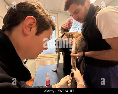 Bozen, Italie. 25 janvier 2024. Le vétérinaire Simon Kirchler (l) prélève le sang d'un chien dans son cabinet pour une base de données de gènes de chien. (À dpa: "Combattre les poops - le Tyrol du Sud lance une base de données génétique pour les chiens") crédit : Christoph Sator/dpa/Alamy Live News Banque D'Images