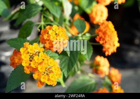 Fleur jaune de Lantana Camara Banque D'Images