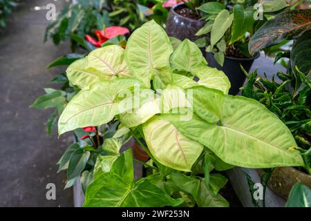 Gros plan de Syngonium Podophyllum Arrowhead Lemon Lime Banque D'Images