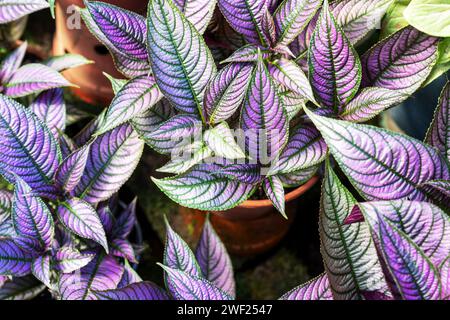 Strobilanthes dyeriana, le bouclier perse ou plante mauve royale sur un pot Banque D'Images