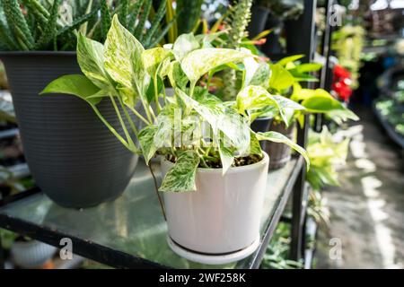 Gros plan sur la reine des neiges de Pothos Epipremnum aureum Banque D'Images