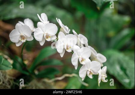 Orchidées blanches tropicales. les orchidées fleurissent. détails complexes des pétales et de la biodiversité du feuillage environnant et merveille naturelle. témoignage vibrant de beaut Banque D'Images