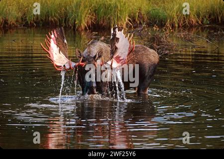 orignal, Alces alces, taureau se nourrissant de plantes aquatiques dans un étang de bouilloire, parc national Denali, intérieur de l'Alaska Banque D'Images