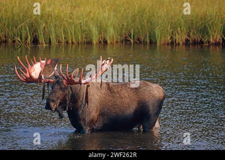 orignal, Alces alces, taureau se nourrissant de plantes aquatiques dans un étang de bouilloire, parc national Denali, intérieur de l'Alaska Banque D'Images
