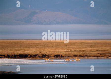 Rangifer tarandus, caribou de la terre aride, troupeau le long de la plaine côtière de 1002 de la réserve faunique nationale de l'Arctique, en Alaska Banque D'Images