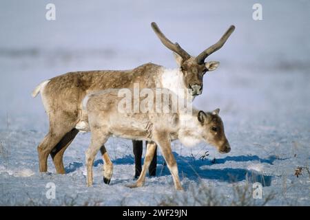 Caribou de la terre aride, Rangifer tarandus, dans la plaine côtière de 1002 de la réserve faunique nationale de l'Arctique, en Alaska Banque D'Images