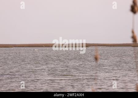 Des troupeaux de cygnes et de flamants roses sur la mer. Réserve Shirvan. Azerbaïdjan. Banque D'Images