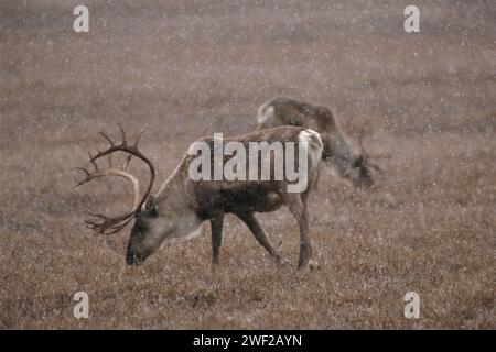 Caribou de la terre aride, Rangifer tarandus, se nourrissant lorsqu'il neige, 1002 plaine côtière du refuge faunique national de l'Arctique, Alaska Banque D'Images