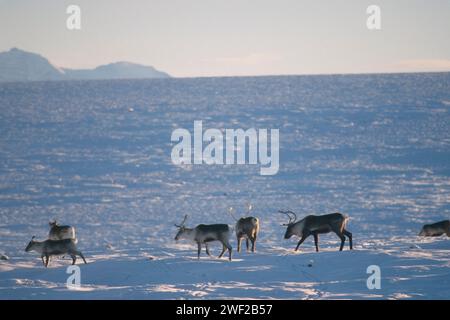 Le caribou de la terre aride, Rangifer tarandus, troupeau dans la plaine côtière de 1002 de la réserve faunique nationale de l'Arctique, en Alaska Banque D'Images