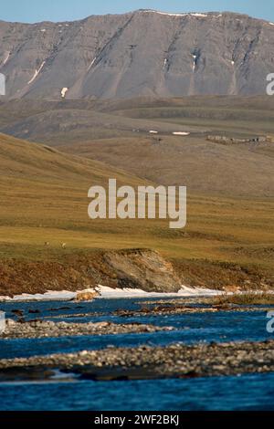 Caribou de la terre aride, Rangifer tarandus, traversant une rivière, Arctic National Wildlife refuge, Alaska Banque D'Images