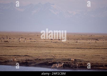 Le caribou de la terre aride, Rangifer tarandus, troupeau dans la plaine côtière de 1002 de la réserve faunique nationale de l'Arctique, en Alaska Banque D'Images