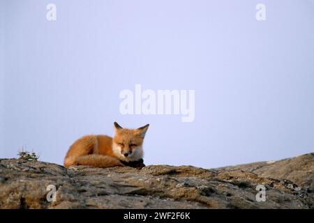 Renard roux, Vulpes vulpes, sur le versant nord central de la chaîne Brooks, Alaska arctique Banque D'Images