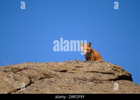 Renard roux, Vulpes vulpes, sur le versant nord central de la chaîne Brooks, Alaska arctique Banque D'Images