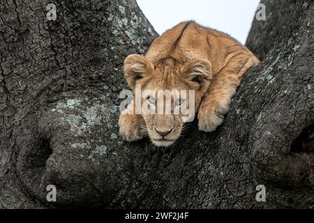 Gros plan d'un lion grimpé sur un acacia au parc national du Serengeti, Tanzanie Banque D'Images