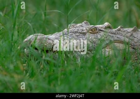 Image en gros plan montrant la tête d'un crocodile adulte du nil se prélassant dans le parc national du Serengeti, en Tanzanie Banque D'Images
