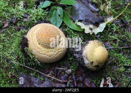 Très jeune Amanita muscaria, communément appelé agaric à la mouche ou amanita à la mouche, champignon toxique de Finlande Banque D'Images