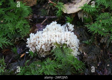 Clavulina coralloides, également connue sous le nom de Clavulina cristata, le champignon de corail blanc ou le champignon de corail à crête, champignon sauvage de Finlande Banque D'Images