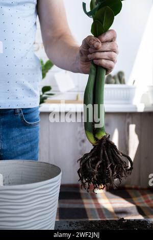 Transplantation de la plante en pot maison zamioculcas dans un nouveau pot. Réveiller les plantes d'intérieur. Replanter dans un nouveau sol, les mains mâles prenant soin de la plante tropicale, de la durabilité et de l'environnement. Soin des plantes d'intérieur de printemps Banque D'Images