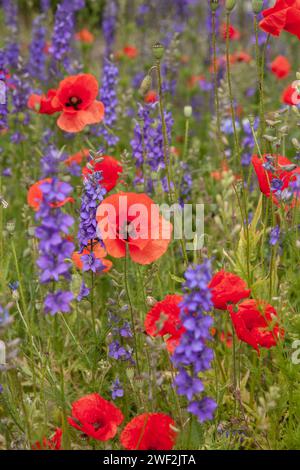 Beaux coquelicots rouges et fleurs de lavande poussant dans un jardin de printemps. Banque D'Images