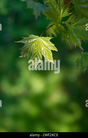 Érable de Norvège (Acer platanoides) ou érable de Norvège, jeune, fraîchement déplié, feuille brillante en mai, printemps, printemps, gros plan, macro shot avec flou Banque D'Images