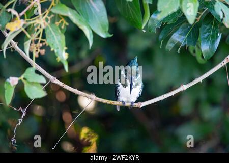 Amazonien kingfisher (Chlorocéryle amazona) Pantanal Brésil Banque D'Images