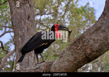 Bec-de-lièvre du sud (Bucorvus leadbeateri), adulte, se nourrissant, avec proie, sur arbre, parc national Kruger, parc national Kruger, Afrique du Sud Banque D'Images