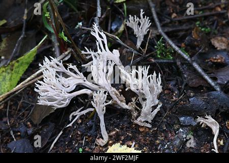 Clavulina coralloides, également connue sous le nom de Clavulina cristata, le champignon de corail blanc ou le champignon de corail à crête, champignon sauvage de Finlande Banque D'Images