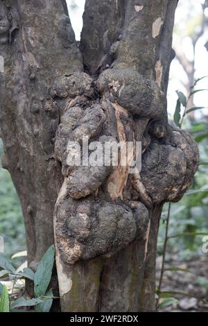 Arbres fongiques et leur histoire unique Banque D'Images