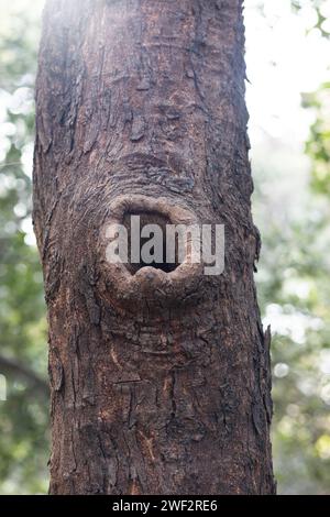 Arbres fongiques et leur histoire unique Banque D'Images