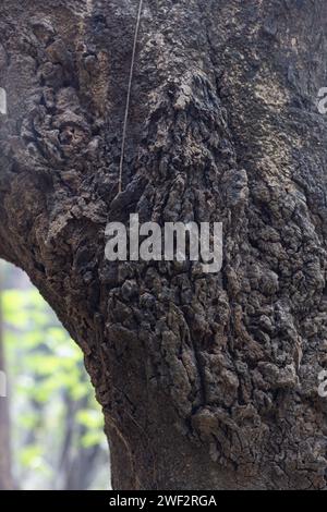 Arbres fongiques et leur histoire unique Banque D'Images