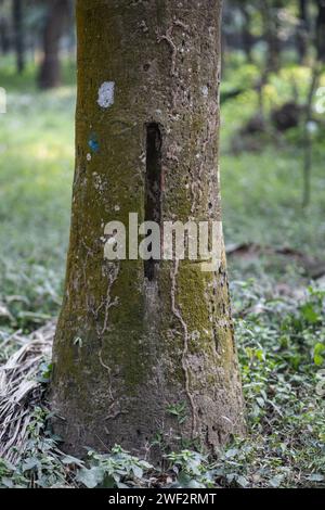 Arbres fongiques et leur histoire unique Banque D'Images