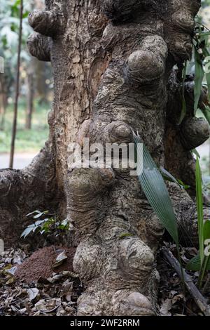 Arbres fongiques et leur histoire unique Banque D'Images