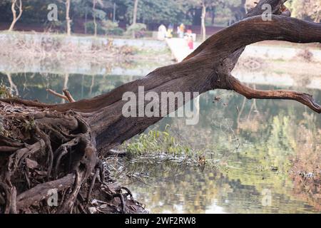 Arbres fongiques et leur histoire unique Banque D'Images