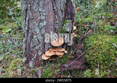 Armillaria ostoyae, également appelé Armillaria solidipes, communément appelé champignon du miel foncé, champignon sauvage de Finlande Banque D'Images