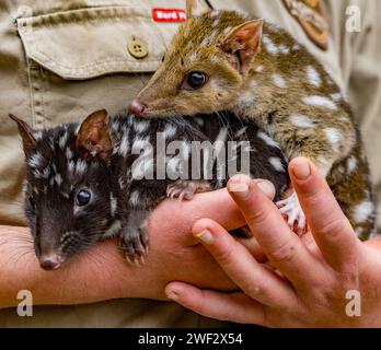 Les bébés quoll orphelins sont pris en charge par un volontaire en Tasmanie, en Australie. Banque D'Images