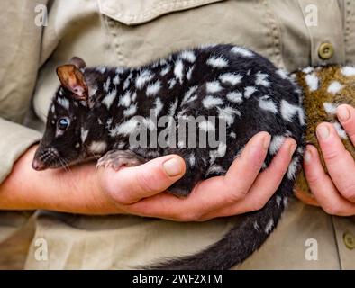 Les bébés quoll orphelins sont pris en charge par un volontaire en Tasmanie, en Australie. Banque D'Images