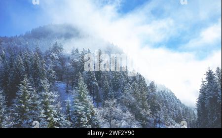 Épinettes enneigées à flanc de montagne en hiver Banque D'Images