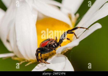 Araignée Napoléon, forme rouge, Synema globosum, sur une fleur, Catalogne, Espagne Banque D'Images