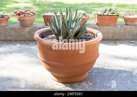 King Agave plante dans un grand pot d'argile Banque D'Images