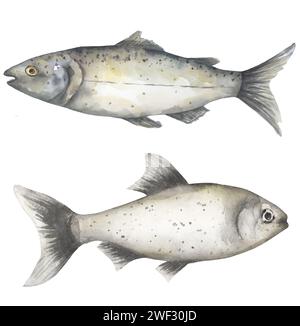 Ensemble d'illustrations de poissons aquarelle, clipart de saumon, clip art d'animal de mer, imprimé animal de vie de l'océan, graphiques de nourriture fraîche Banque D'Images