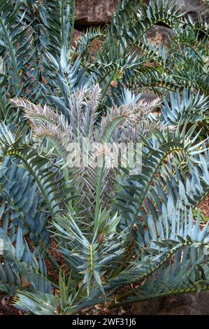 Sydney Australie, fronde d'encephalartos horridus ou cycade bleue du cap oriental Banque D'Images