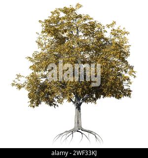 Un arbre de chute de hêtre européen vue de face isolé sur fond blanc Banque D'Images