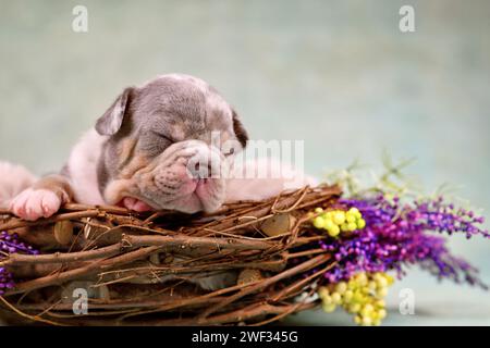Dormant merle tan français Bulldog chien chiot dans le nid d'animaux décoré de fleurs Banque D'Images