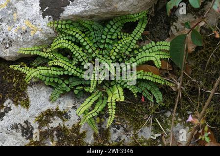 Gros plan naturel sur une fougère hybride allotétraploïde, maidenhair spleenwort, Asplenium trichomanes poussant entre les roches Banque D'Images