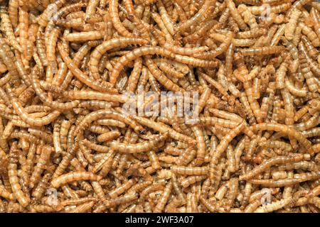 Vers de farine séchés. Les larves du ver de farine (Tenebrio molitor), sont utilisées comme nourriture pour les reptiles, les poissons et les oiseaux et comme appât de pêche, également comestible Banque D'Images