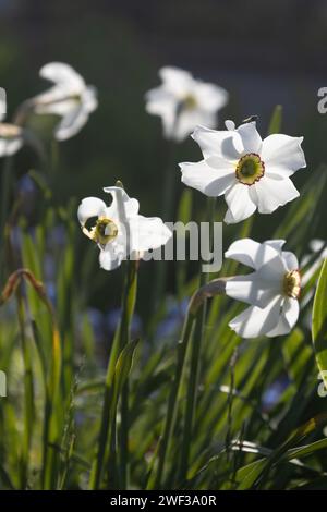 Poètes Daffodil Banque D'Images