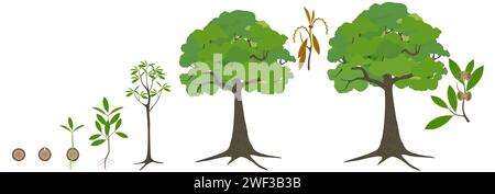 Cycle de croissance de quercus austrocochinensis sur fond blanc. Illustration de Vecteur