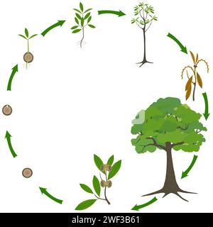 Cycle biologique d'un quercus austrocochinensis sur fond blanc. Illustration de Vecteur