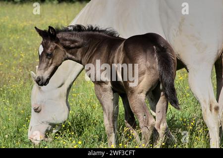 Beau poulain Quarter Horse sur une journée ensoleillée dans une prairie à Skaraborg Suède Banque D'Images