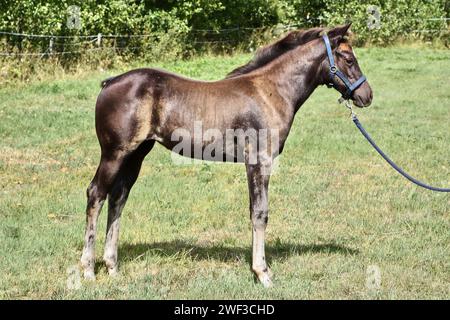 Beau poulain Quarter Horse sur une journée ensoleillée dans une prairie à Skaraborg Suède Banque D'Images